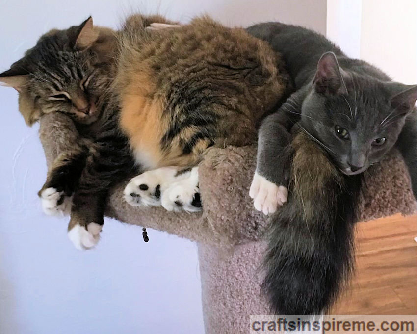 Two Cats on a Cat Tree