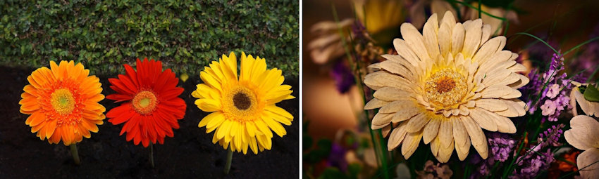 Chrysanthemum Live vs Silk
